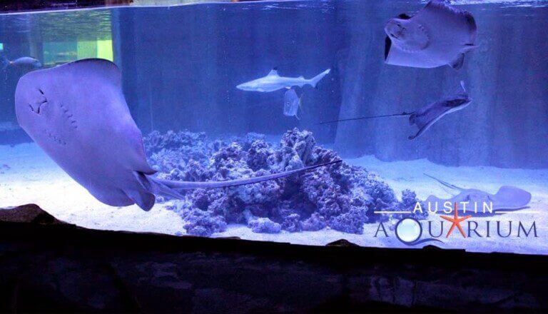 a aquarium