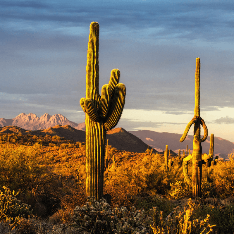 Sonoran Desert Arizona