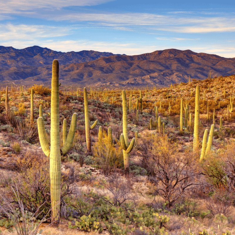 Saguaro National Park