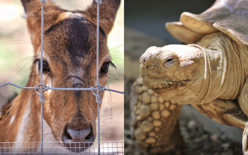 Austin Zoo