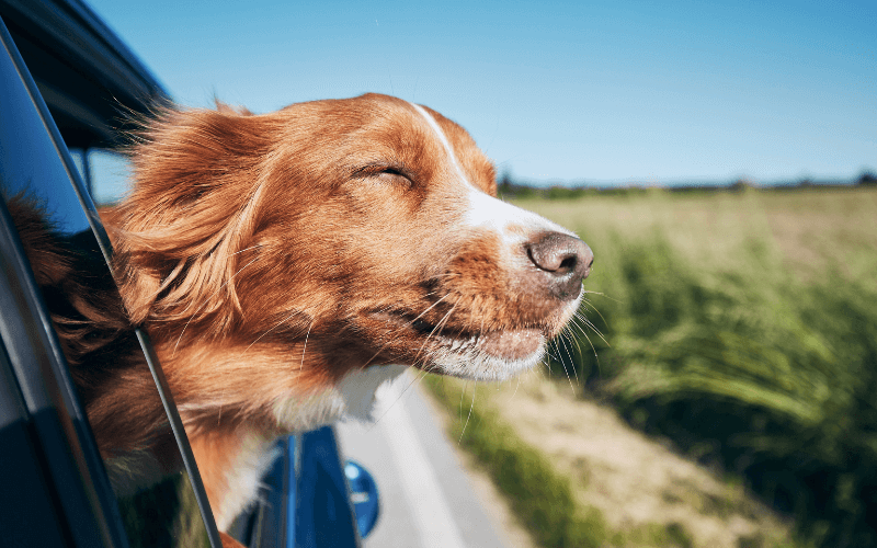 dog in travel